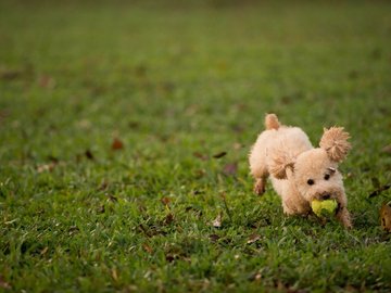 宠物 狗 汪星人 贵宾犬