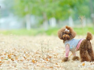 宠物 狗 汪星人 泰迪犬