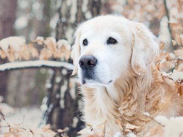 宠物 狗 汪星人 金毛犬