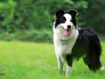 宠物 狗 汪星人 边境牧羊犬 边牧