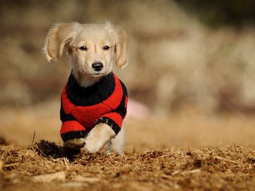 宠物 狗 汪星人 金毛犬