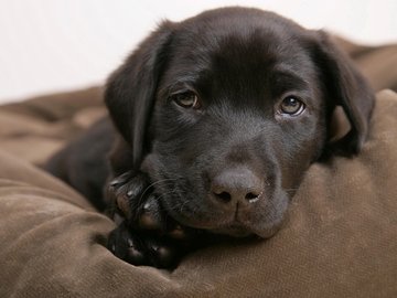 宠物 狗 汪星人 拉布拉多犬