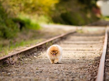 宠物 狗 汪星人 博美犬