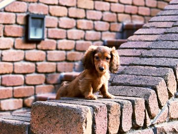 宠物 狗 汪星人 腊肠犬