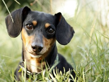 宠物 狗 汪星人 腊肠犬