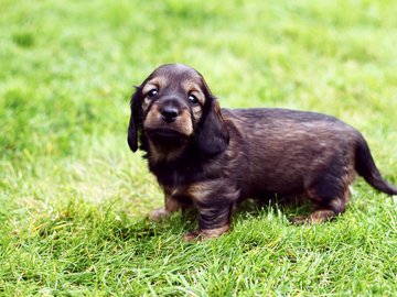 宠物 狗 汪星人 腊肠犬