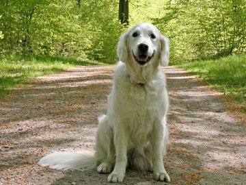 宠物 狗 汪星人 金毛犬