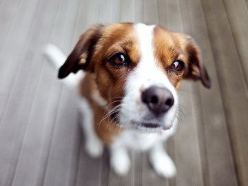 宠物 狗 汪星人 柯基犬