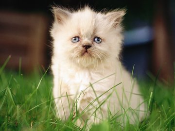 绿草 可爱 小猫咪 宽屏 猫 动物