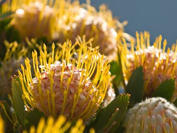 小清新 静物写真 花卉