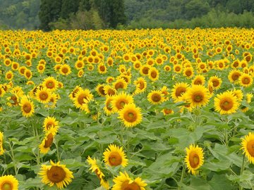 小清新 鸟语花香 葵花