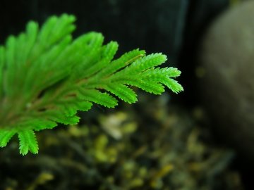 高清 植物 摄影 宽屏 微距 风光 风景