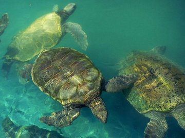 萌宠 海龟 海底世界