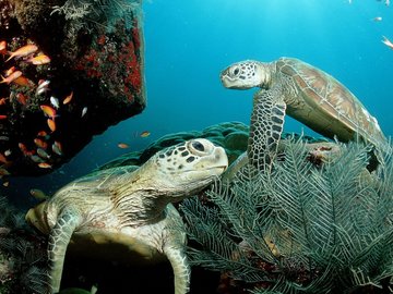 萌宠 海龟 海底世界