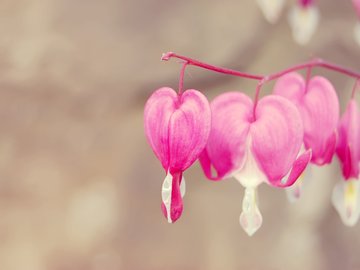 花卉 清新花卉 美丽花卉 娇艳欲滴