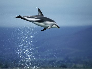 萌宠 海豚 海底世界