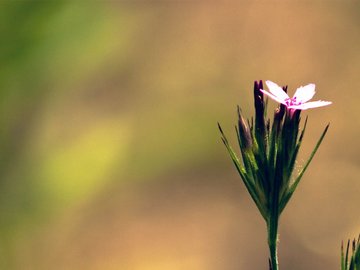 小清新 清新淡雅 花卉