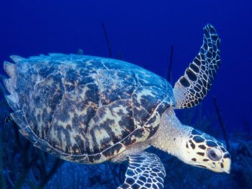 萌宠 海龟 海底世界