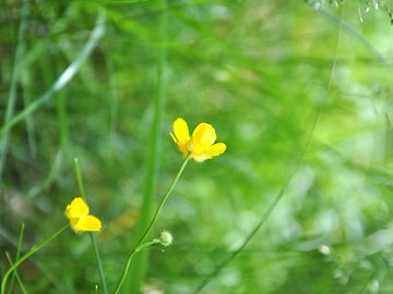 小清新 清新淡雅 花卉