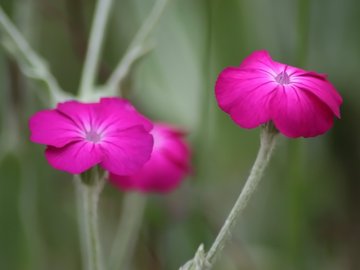 小清新 清新淡雅 花卉