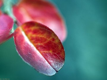 经典 精美 风光 风景 动物 生物 摄影 高清 宽屏