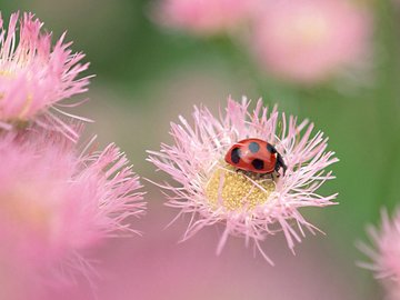 萌宠 动物 可爱 萌物 野生动物 七星瓢虫 色彩缤纷 儿童桌面专用