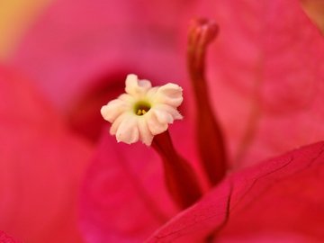 春暖花开 春天 花 植物 宽屏