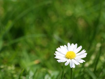 小清新 清新淡雅 花卉