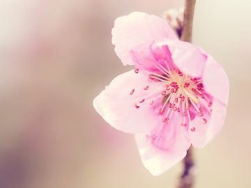 清新 花卉 浪漫