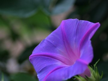 小清新 静物写真 花卉