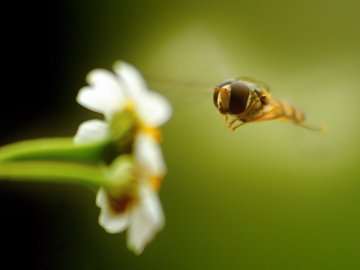 小清新 绿色 动物 蜜蜂 护眼壁纸