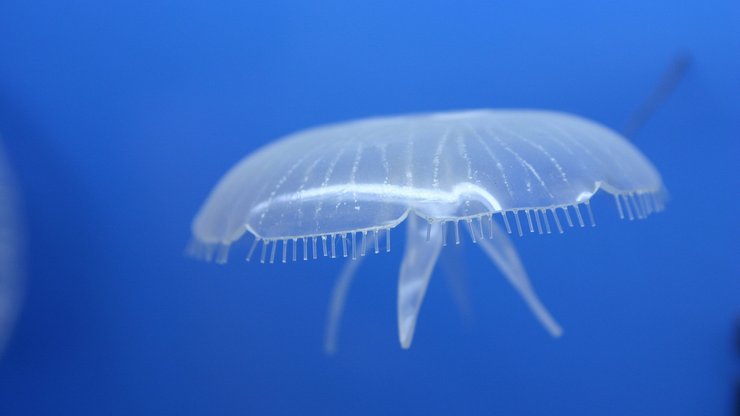 动物 海底世界 海洋生物