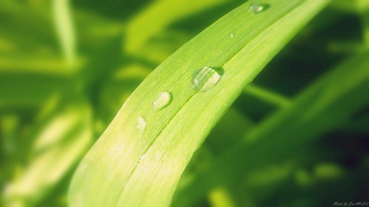 小清新 植物 静物 露水 护眼壁纸