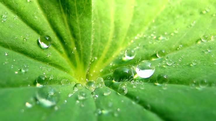 小清新 植物 绿色 护眼壁纸 绿色心情