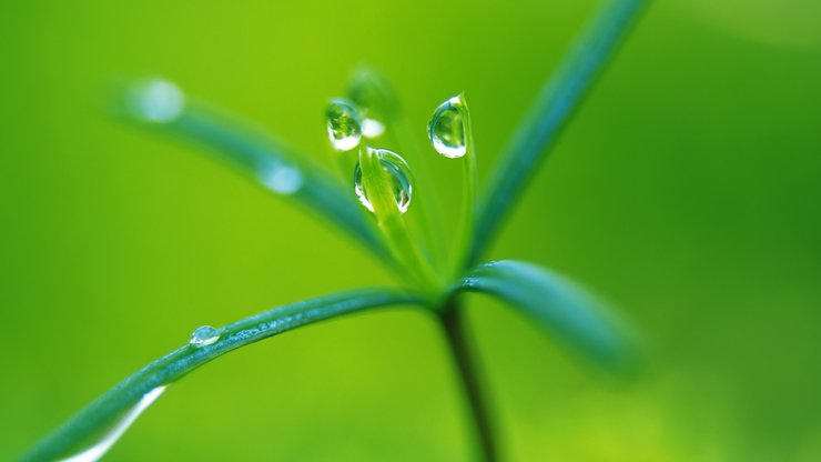 小清新 植物 绿色 护眼壁纸 绿色心情