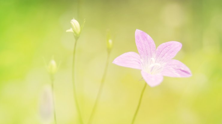 小清新 鸟语花香