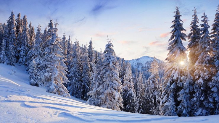 风景 雪景 树林