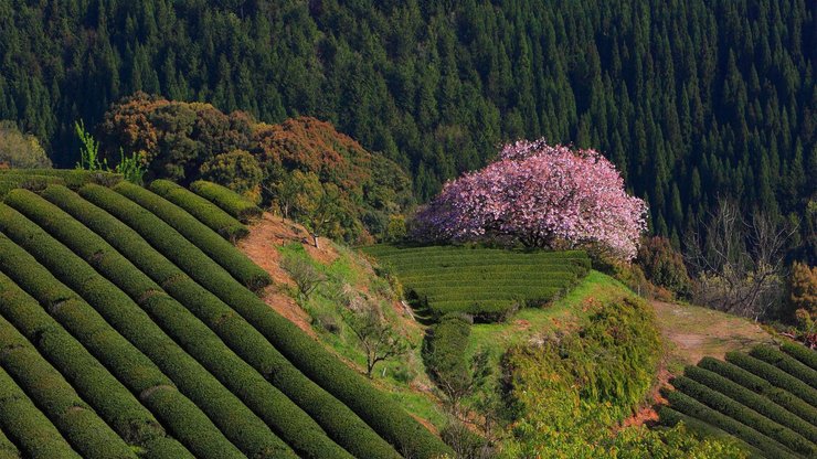 风景 农场 茶园