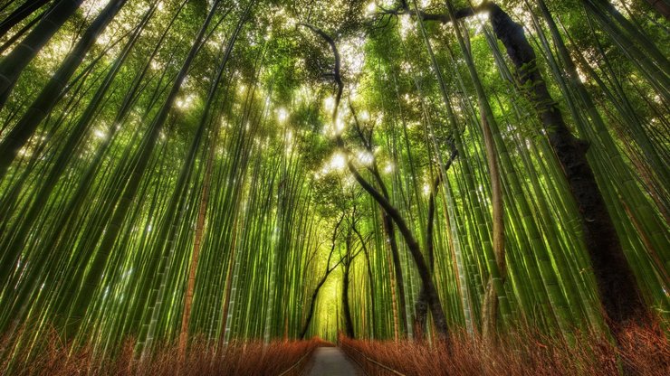 开阔 风景 阳光 大气 旅游 风光 竹林 竹子 竹