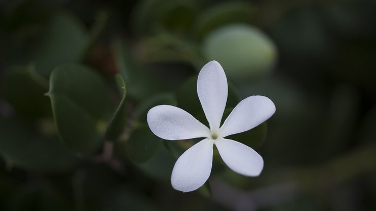 小清新 清新淡雅 花卉