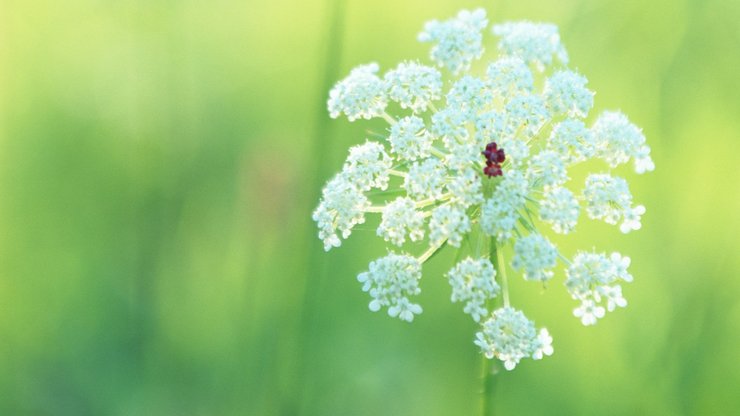 小清新 鸟语花香 花卉