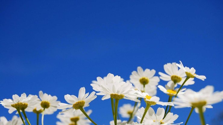 小清新 鸟语花香 花卉