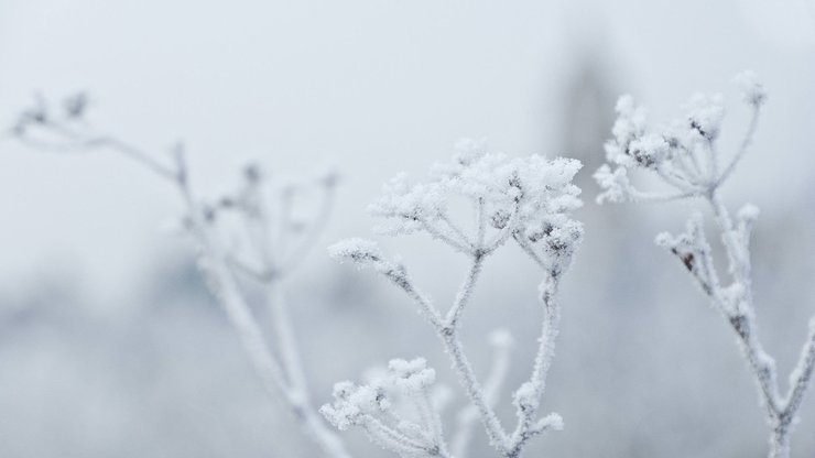 小清新 清新淡雅 树枝 雪