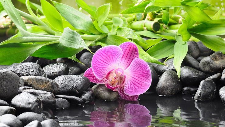 小清新 静物写真 花卉 石头