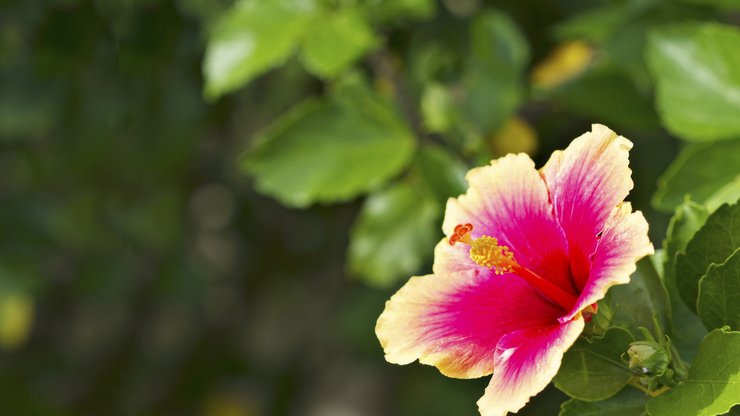 小清新 鸟语花香 花卉