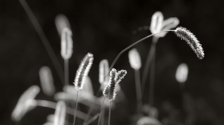 小清新 清新淡雅 花