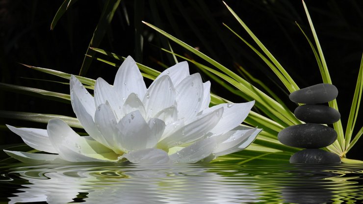 小清新 清新淡雅 花