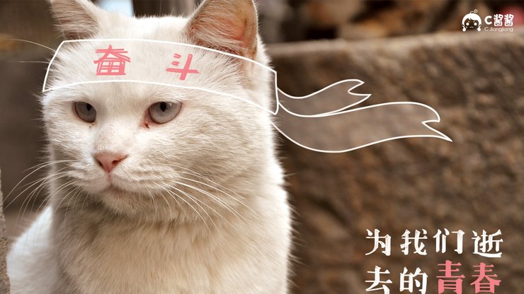 萌宠 喵星人 猫咪 C酱酱