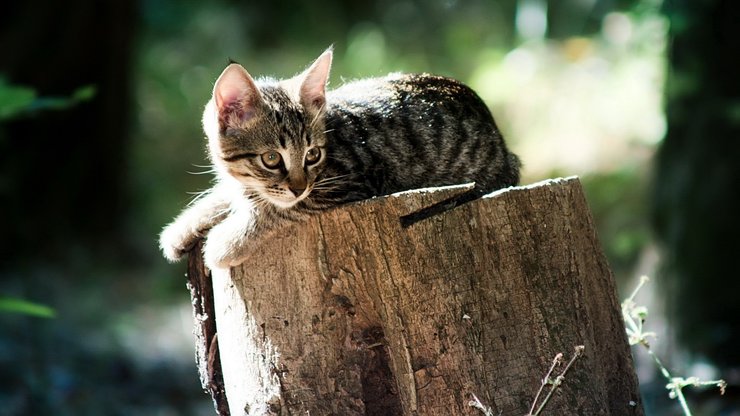 萌宠 喵星人 猫咪 卖萌