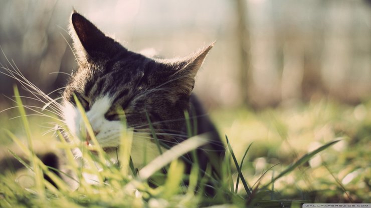 萌宠 喵星人 猫咪 猫 cat